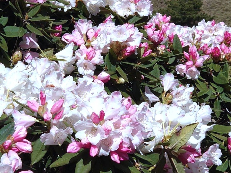 清境藍天花園四季好風景